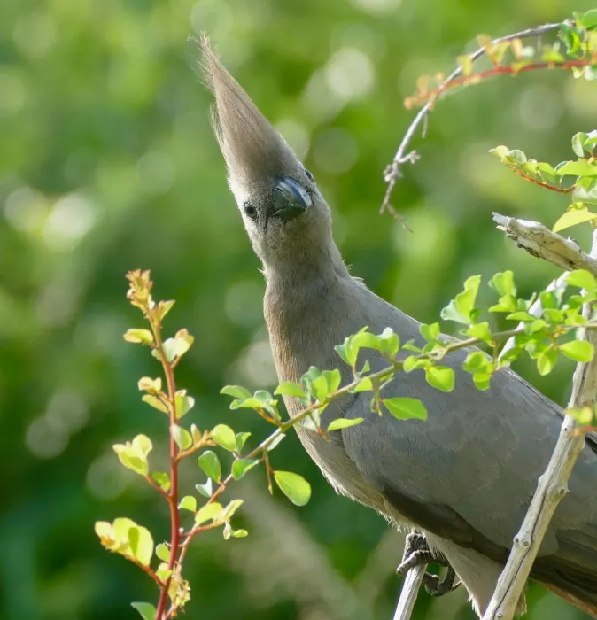 File:Grey Go-away-bird (Crinifer concolor) (47417876721).jpg