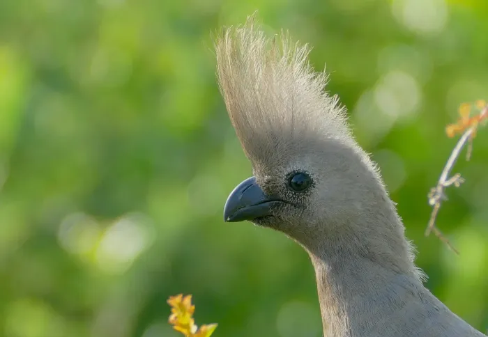 File:Grey Go-away-bird (Crinifer concolor) (32925503968).jpg