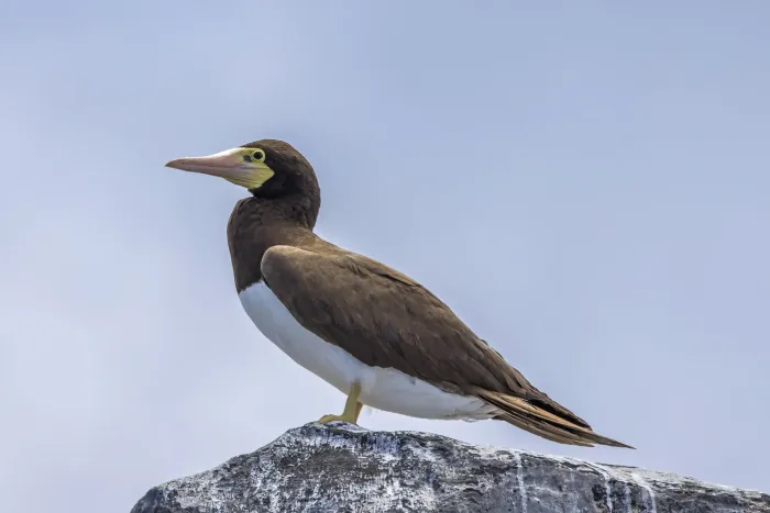 File:Brown booby (Sula leucogaster leucogaster) Principe 3.jpg