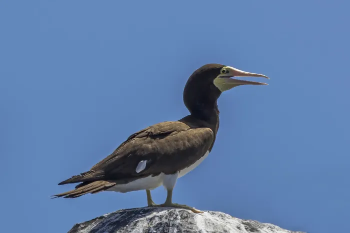 File:Brown booby (Sula leucogaster leucogaster) Principe.jpg
