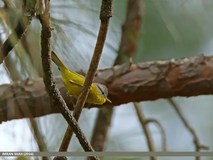 File:Grey-hooded Warbler (Phylloscopus xanthoschistos) (26188033796).jpg