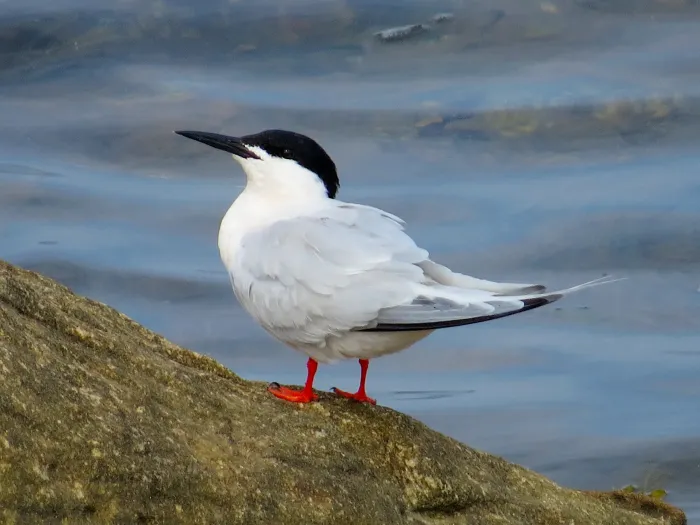 File:2021-07-10 Sterna dougallii, St Marys Island, Northumberland 02.jpg