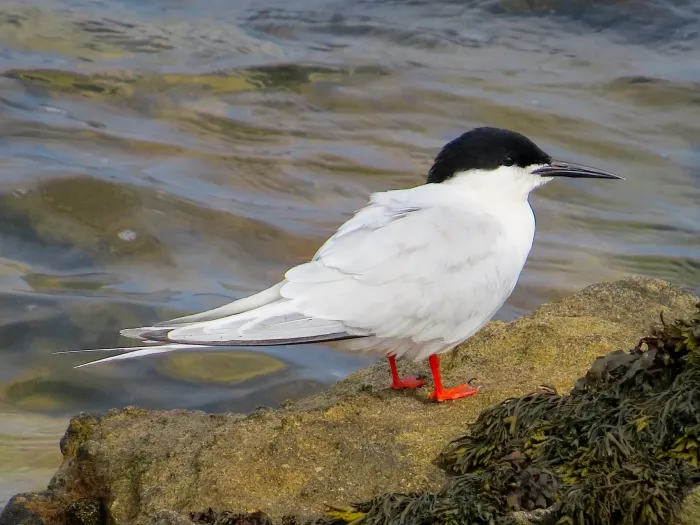 File:2021-07-10 Sterna dougallii, St Marys Island, Northumberland 13.jpg