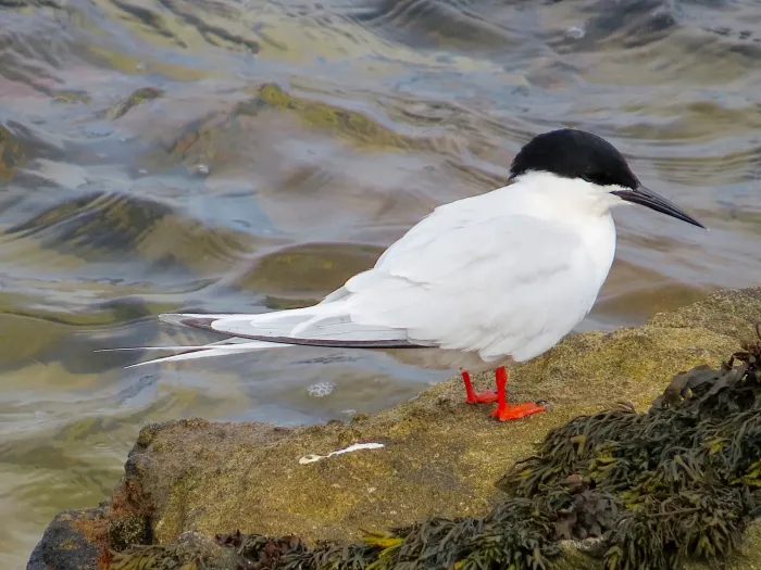 File:2021-07-10 Sterna dougallii, St Marys Island, Northumberland 21.jpg