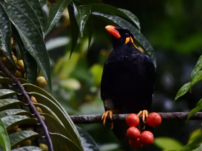 File:Gracula religiosa religiosa, Tanglin, Singapore 1.jpg