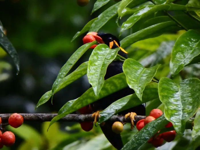 File:Gracula religiosa religiosa, Tanglin, Singapore 2.jpg