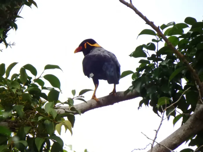 File:Gracula religiosa religiosa, Queenstown, Singapore 1.jpg