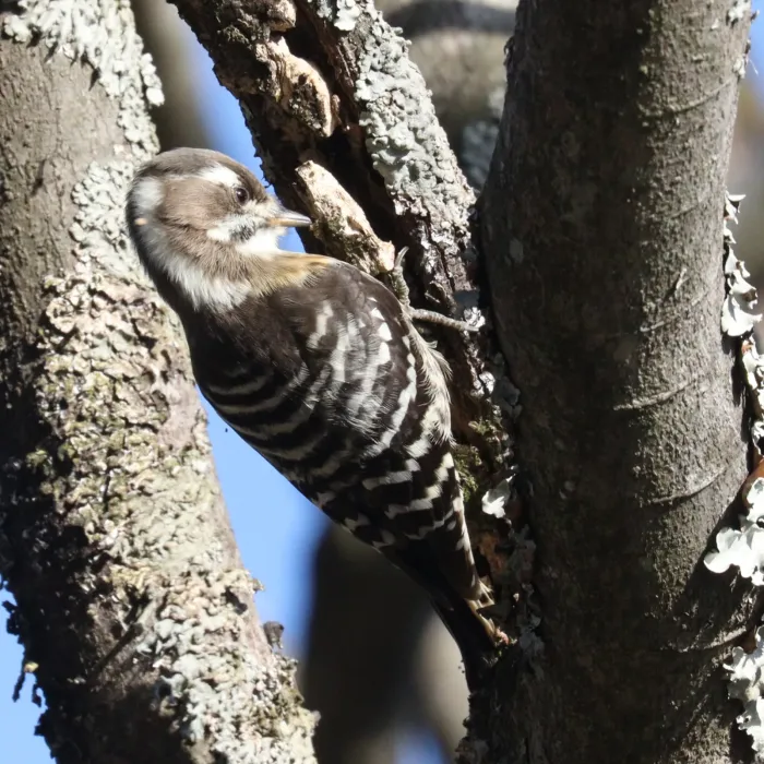 File:Yungipicus kizuki.jpg