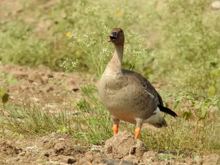 File:Bean Goose Anser fabalis by Dr Raju Kasambe 01.jpg
