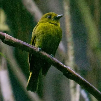 File:Sapayoa aenigma, Nusagandi, Panama (cropped).jpg