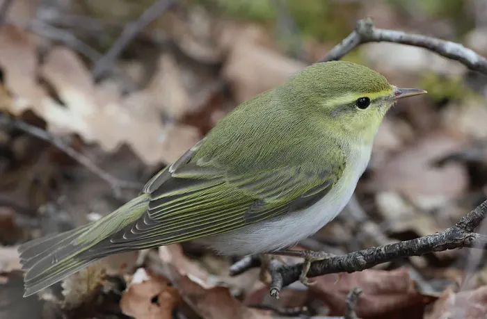 File:Flickr - Rainbirder - Wood Warbler (Phylloscopus sibilatrix) (3).jpg