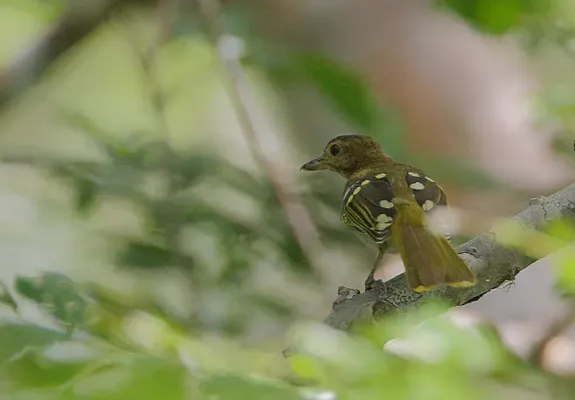 File:Flickr - Rainbirder - Eastern Nicator (Nicator gularis).jpg