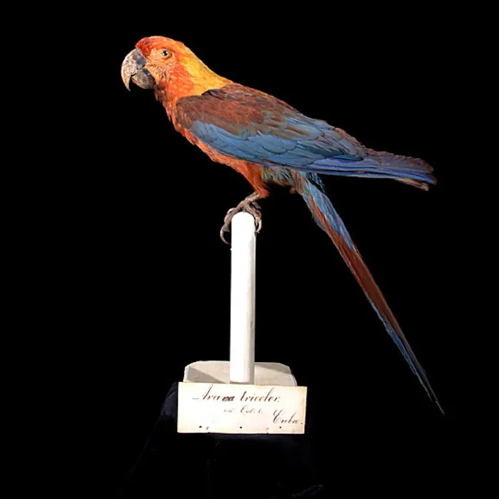 File:Ara tricolor Bechstein, 1811 2433873096.jpg