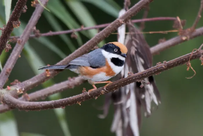 File:2014-03-28 Aegithalos concinnus concinnus (Black-throated Bushtit) 01.jpg