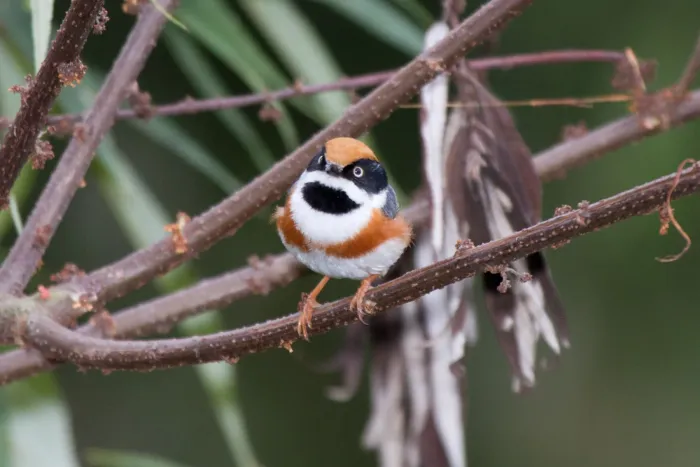 File:2014-03-28 Aegithalos concinnus concinnus (Black-throated Bushtit) 02.jpg