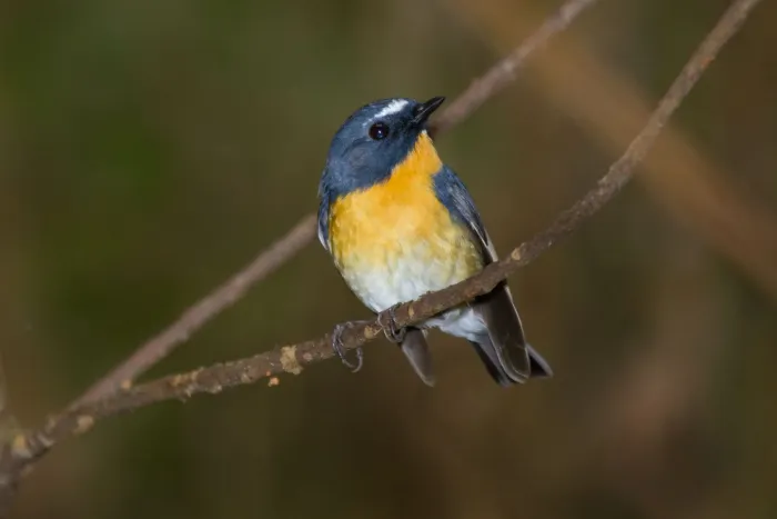 File:2014-03-29 Ficedula hyperythra innexa (Snowy-browed Flycatcher) male.jpg