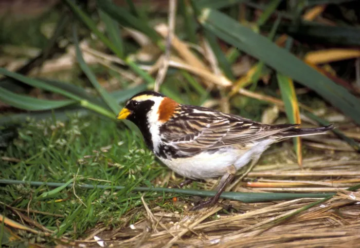 File:Lapland Longspur (Calcarius lapponicus).jpg