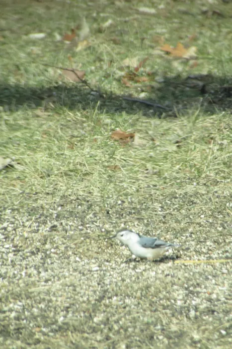 File:Tufted titmouse (Baeolophus bicolor) 9824.jpg