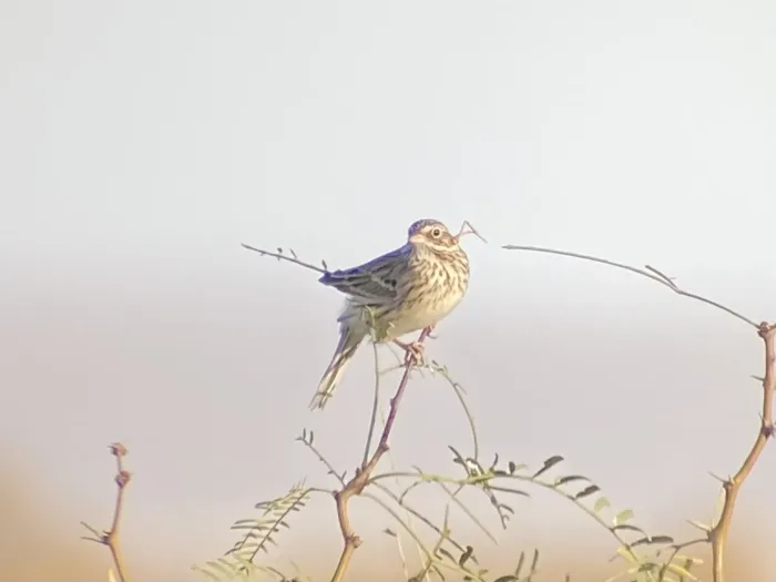 File:Pooecetes gramineus ssp. confinis.jpg