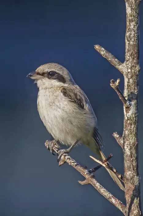 File:Brown shrike (Lanius cristatus cristatus) first winter.jpg