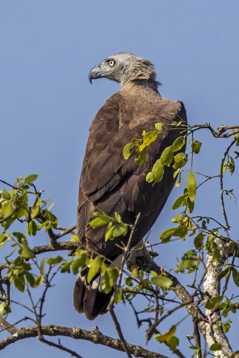File:Grey-headed fish-eagle (Ichthyophaga ichthyaetus).jpg