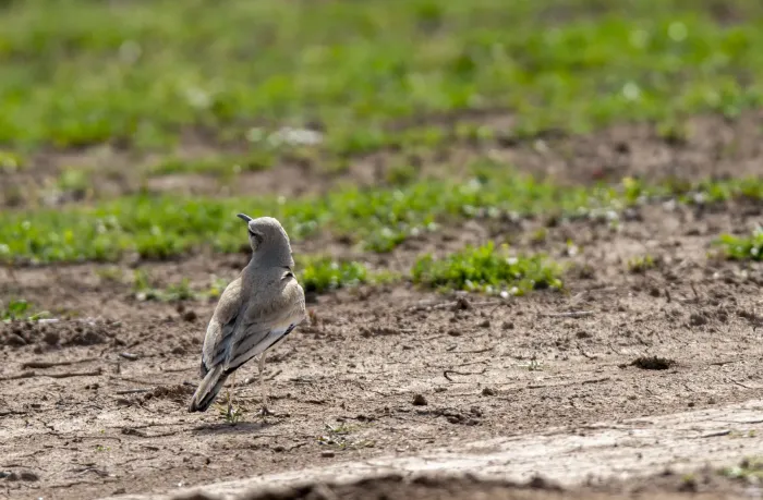 File:Titiyê botbotki-Alaemon alaudipes.jpg