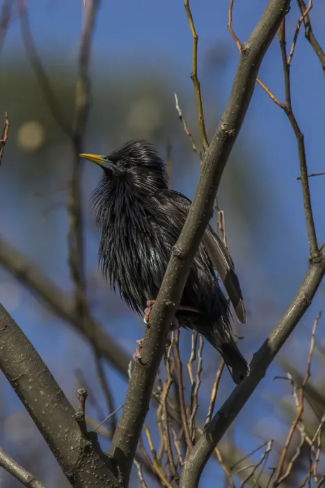 File:Spotless starling (Sturnus unicolor) display 2.jpg