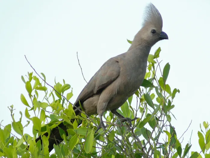 File:Grey Go-away-bird (Crinifer concolor) (6041673826).jpg