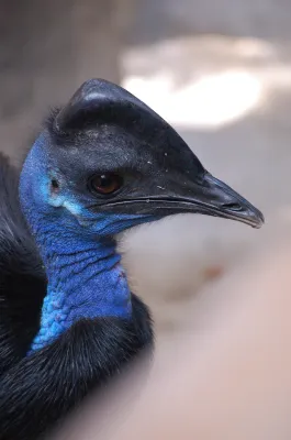 File:Casuarius bennetti -Avilon Zoo, Rodriguez, Rizal, Philippines-8a.jpg