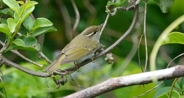 File:Eastern crowned warbler（Phylloscopus coronatus）センダイムシクイ.jpg