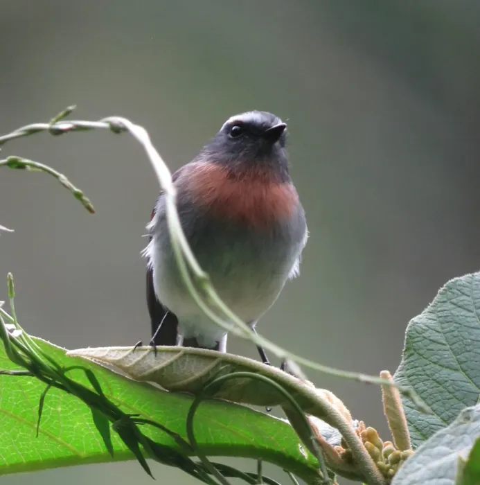 File:Ochthoeca rufipectoralis Pitajo pechirrufo Rufous-breasted Chat-Tyrant (8414445577).jpg