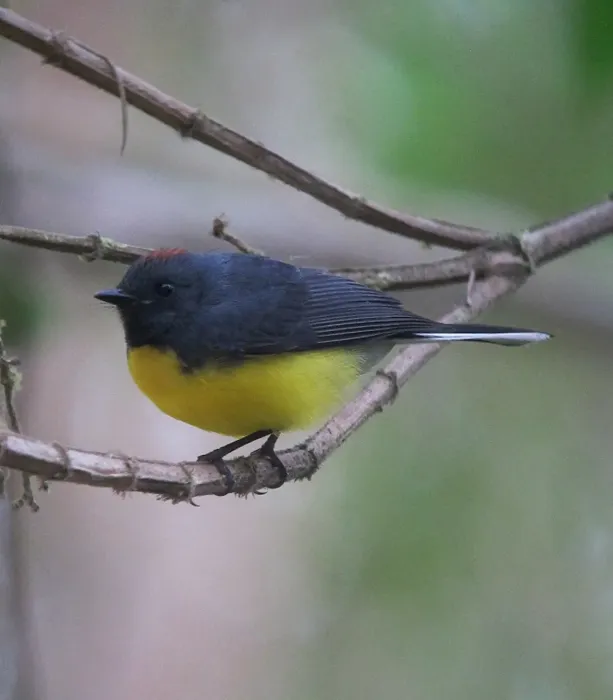 File:Myioborus miniatus Abanico pechinegro Slate-throated Whitestart (8410205832).jpg