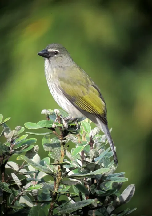 File:Saltator striatipectus Saltador pío judío Streaked Saltator (8339055674).jpg