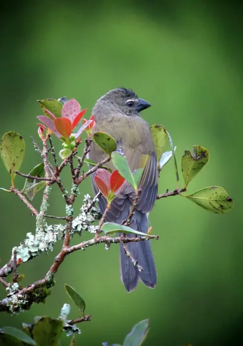 File:Saltator striatipectus Saltador pío judío Streaked Saltator (8313932543).jpg