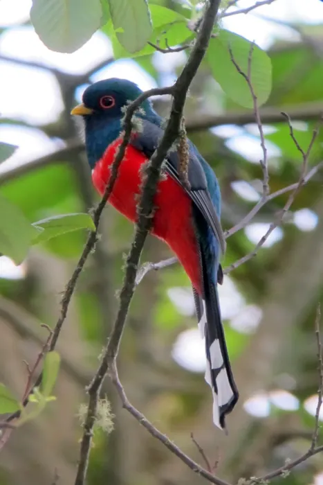 File:Trogon personatus Trogón enmascarado Masked Trogon (male) (8274968104).jpg