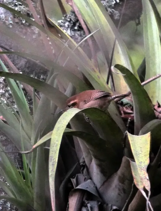 File:Troglodytes solstitialis Cucarachero montaraz Mountain Wren (8273874640).jpg