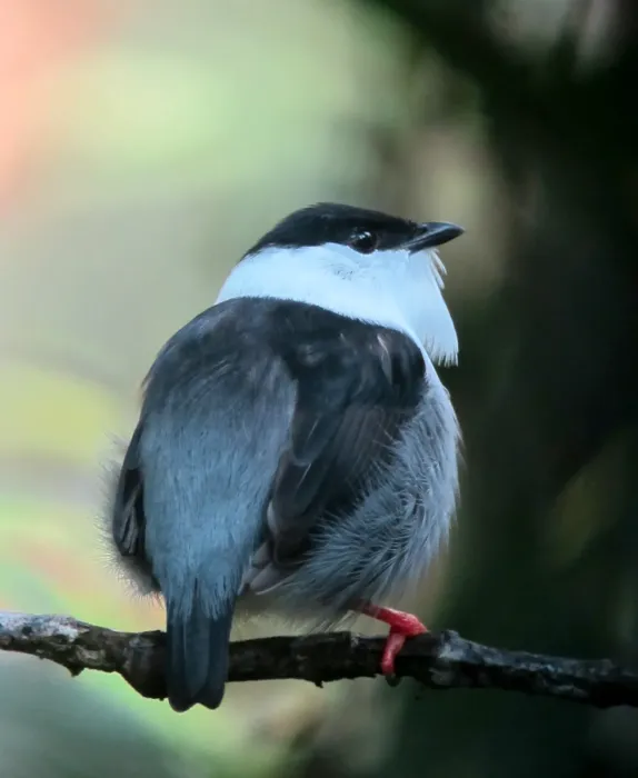 File:Manacus manacus Saltarín barbiblanco White-bearded Manakin (male) (8254939612).jpg