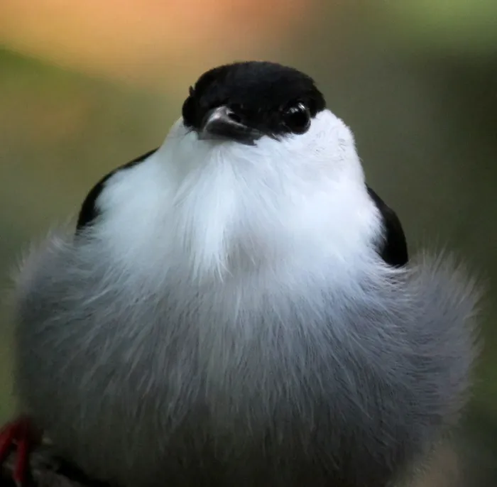 File:Manacus manacus Saltarín barbiblanco White-bearded Manakin (male) (8253868053).jpg
