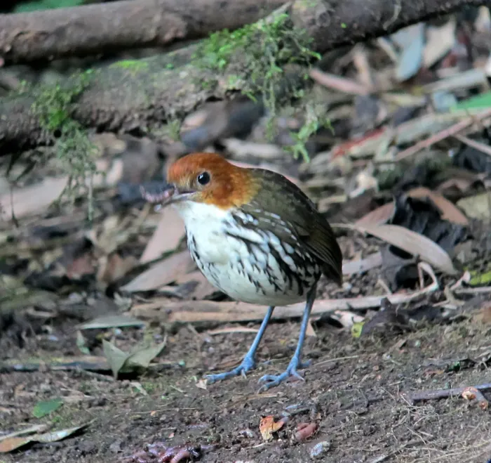 File:Grallaria ruficapilla Tororoi comprapán Chestnut-crowned Antpitta (8195345457).jpg
