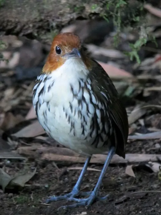 File:Grallaria ruficapilla Tororoi comprapán Chestnut-crowned Antpitta (8195345121).jpg