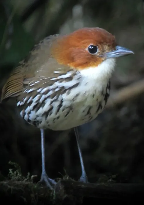 File:Grallaria ruficapilla Tororoi comprapán Chestnut-crowned Antpitta (8195346091).jpg