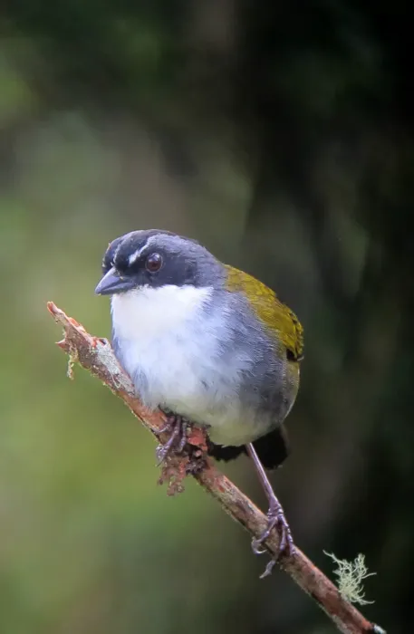 File:Arremon assimilis Gorrión montés listado Grey-browed Brush-Finch (8193937942).jpg