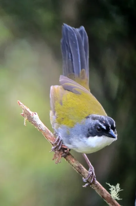File:Arremon assimilis Gorrión montés listado Grey-browed Brush-Finch (8192849389).jpg