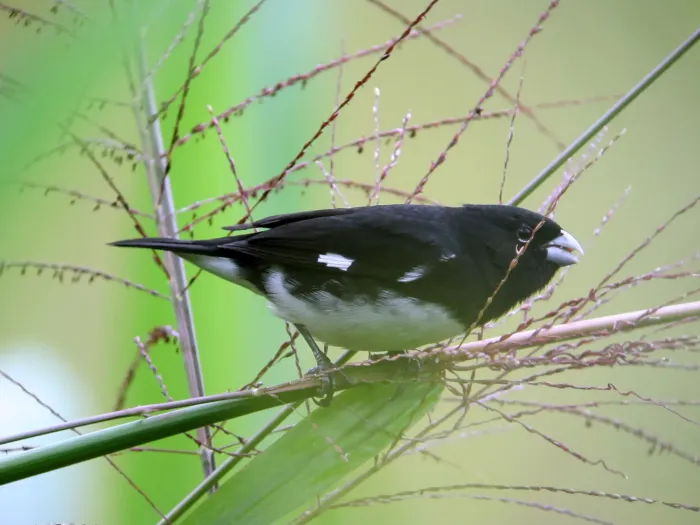 File:Sporophila luctuosa Espiguero negriblanco Black-and-White Seedeater (8193554930).jpg