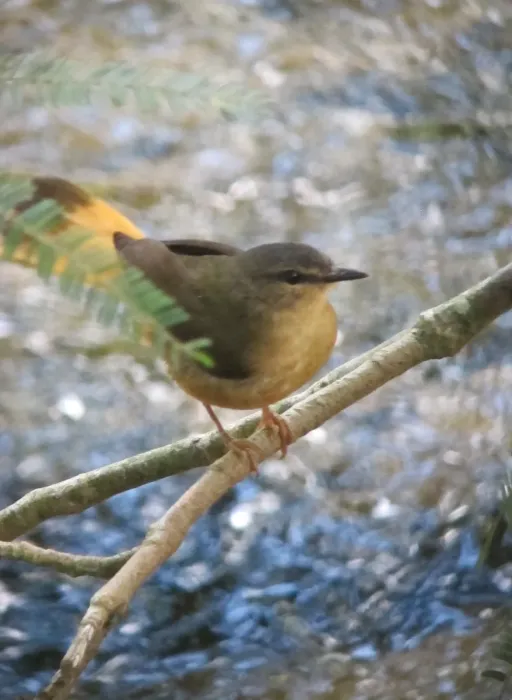 File:Myiothlypis fulvicauda Arañero ribereño Buff-rumped Warbler (8171897576).jpg