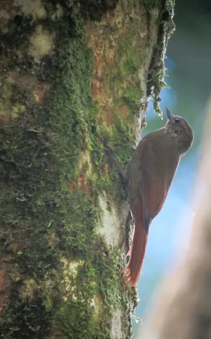 File:Glyphorynchus spirurus Trepatrocos pico de cuña Wedge-billed Woodcreeper (8126070844).jpg