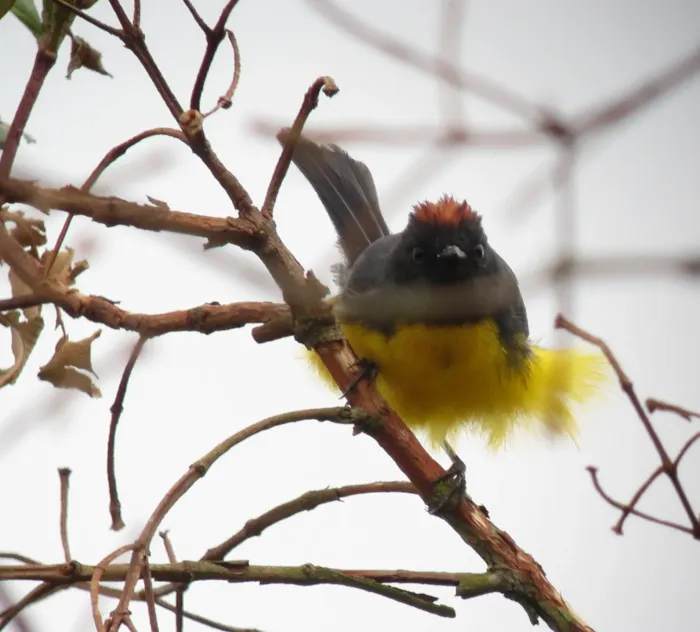 File:Myioborus miniatus Abanico pechinegro Slate-throated Whitestart (6993433522).jpg