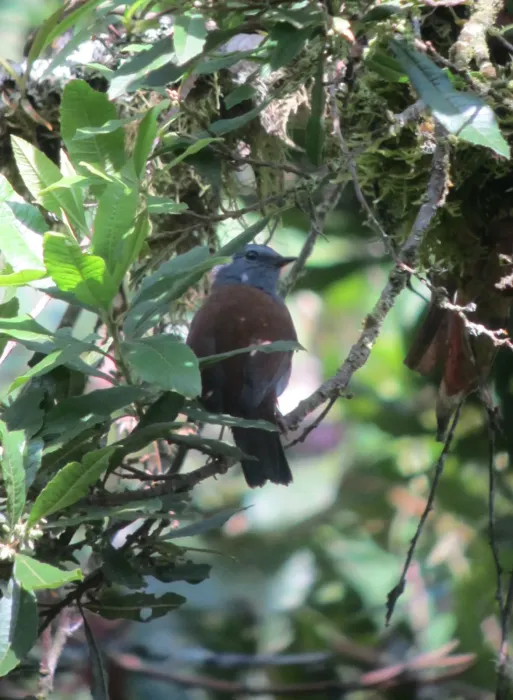 File:Myadestes ralloides Solitario andino Andean Solitaire (6931801176).jpg