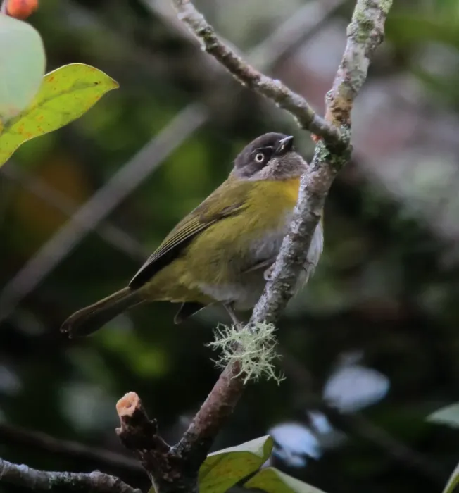 File:Chlorospingus flavopectus Montero ojiblanco Common Bush-Tanager (7045869815).jpg