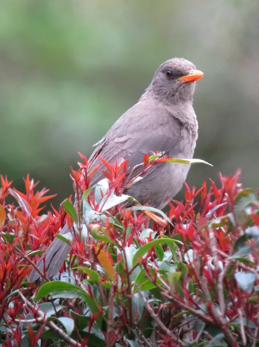 File:Turdus fuscater Mirla patinaranja Great Thrush ( female ) (7038361789).jpg